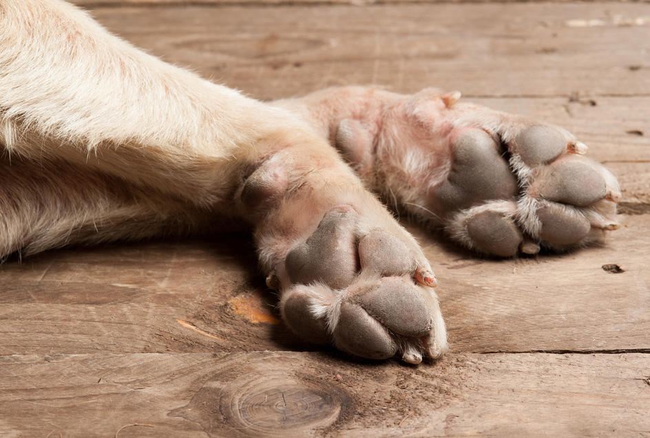 如何从狗的脚趾甲看出狗狗的健康,狗狗有关节疾病的表现