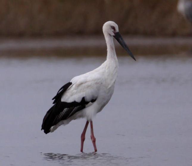黑龙江发现二级保护动物,黑龙江保护动物有哪些