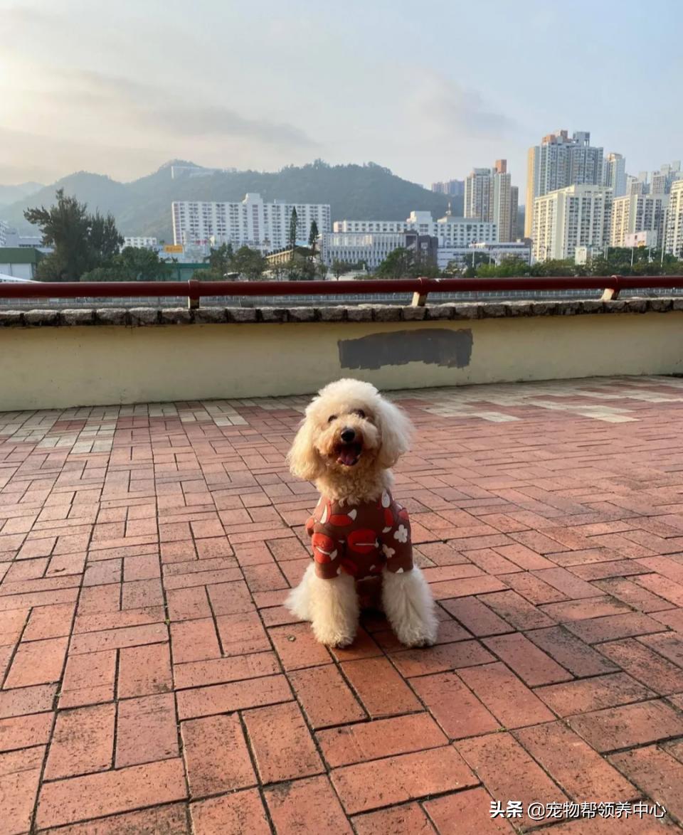 狗狗牙被撞掉吃什么药,狗狗牙被撞松怎么办