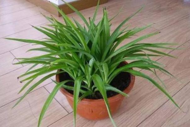 吊兰的养护方法和技巧,白玉金心吊兰和卷叶吊兰的区别