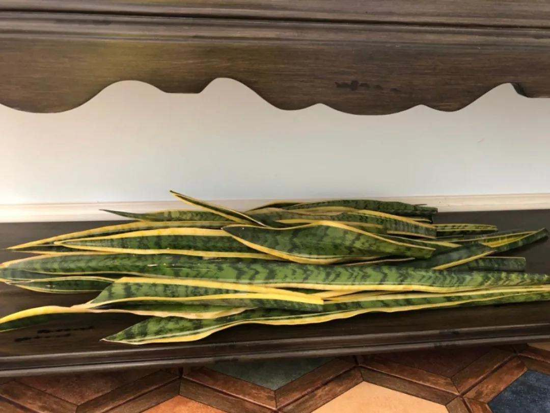 扦插花的养殖方法和技巧,养花扦插有妙招多肉