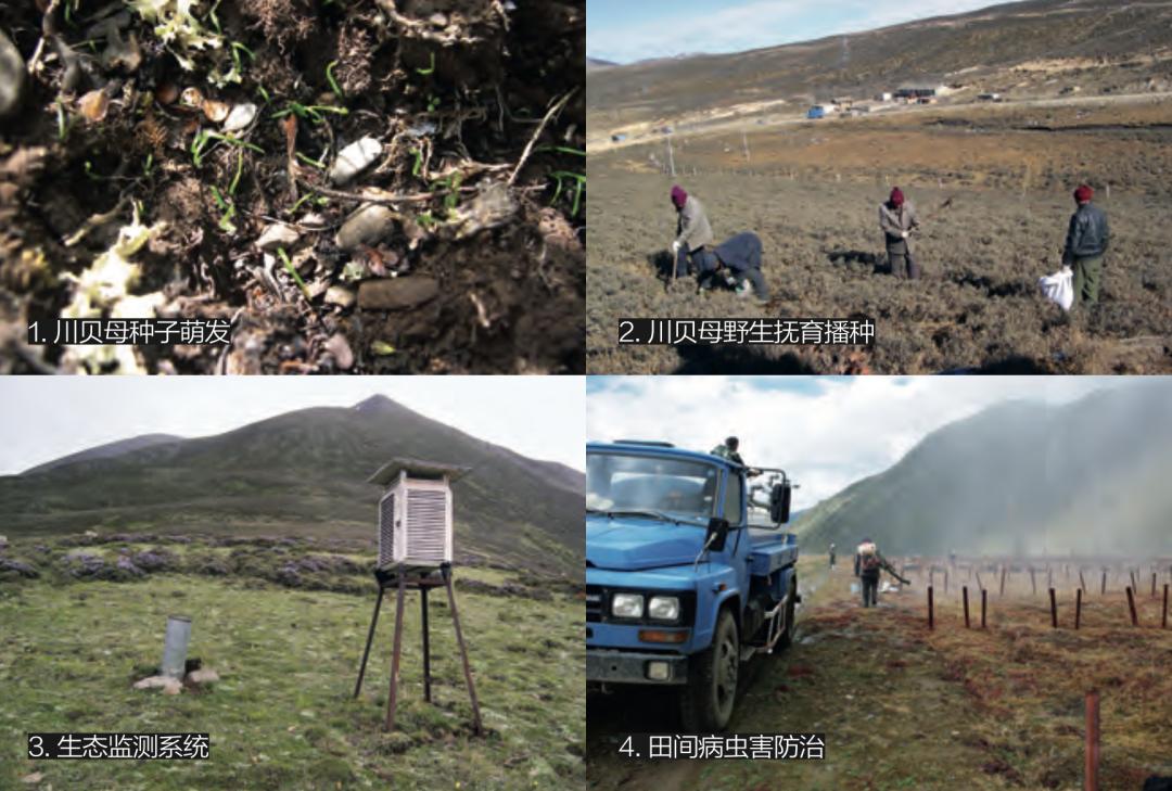 中医让人不相信的药材,难以接受的中药药材