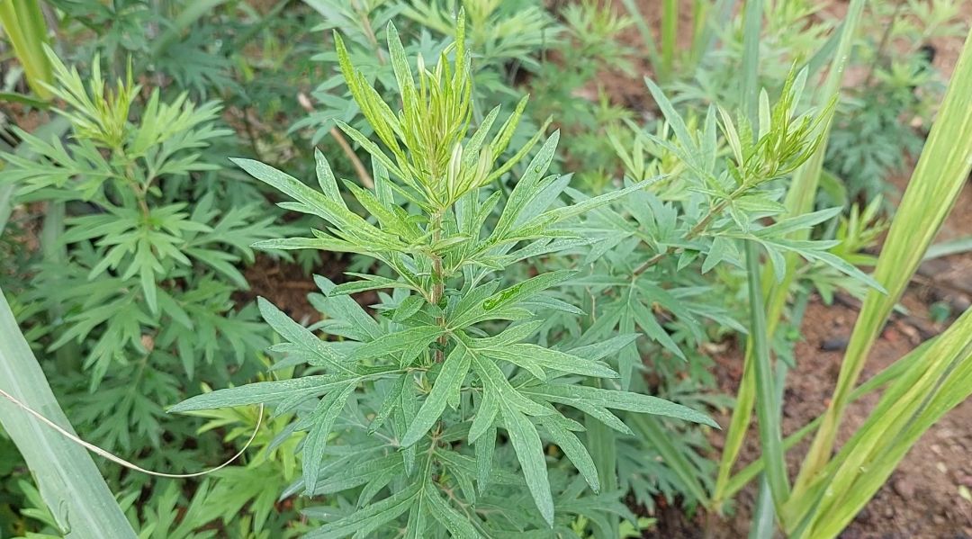 艾草的作用和功能主治,艾草的作用与功效艾叶的用法