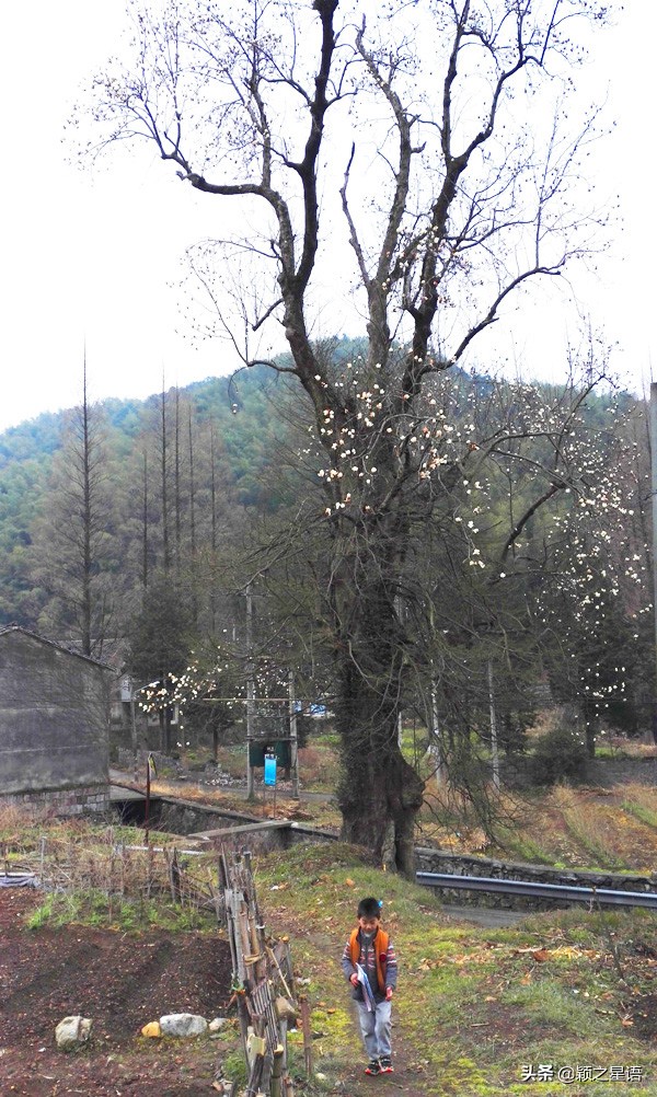 500年玉兰树,枯木逢春一树繁花