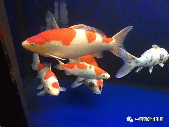 新手养锦鲤养多大的鱼,新手入门养锦鲤鱼