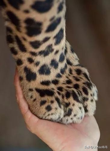 这套喵肉球vs口红色号匹配大全送你了！拿走不谢！