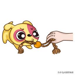 泰迪爬跨行为怎么解释,泰迪狗狗尴尬期的表现有哪些