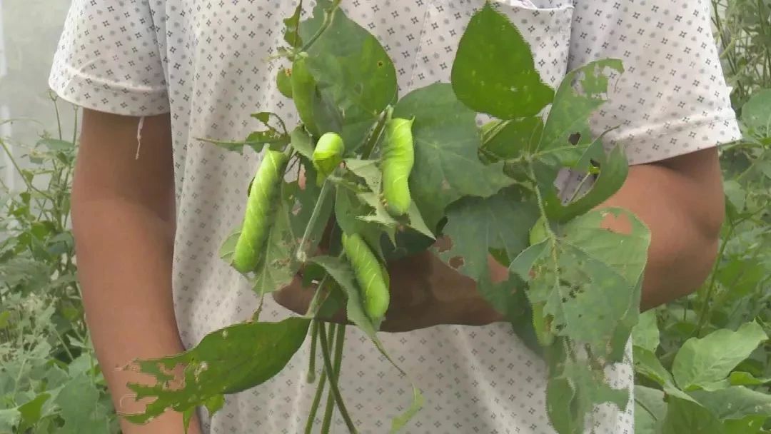 富川这种虫子卖出天价，炒到400元/斤，你敢吃吗？