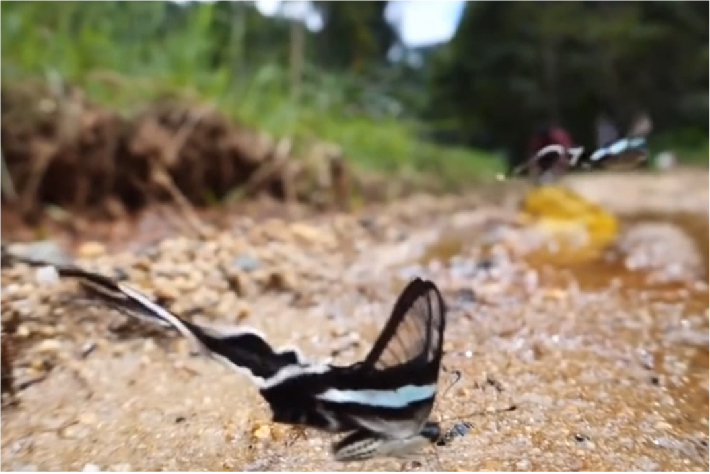 十种最美蝴蝶,自然界蝴蝶大全