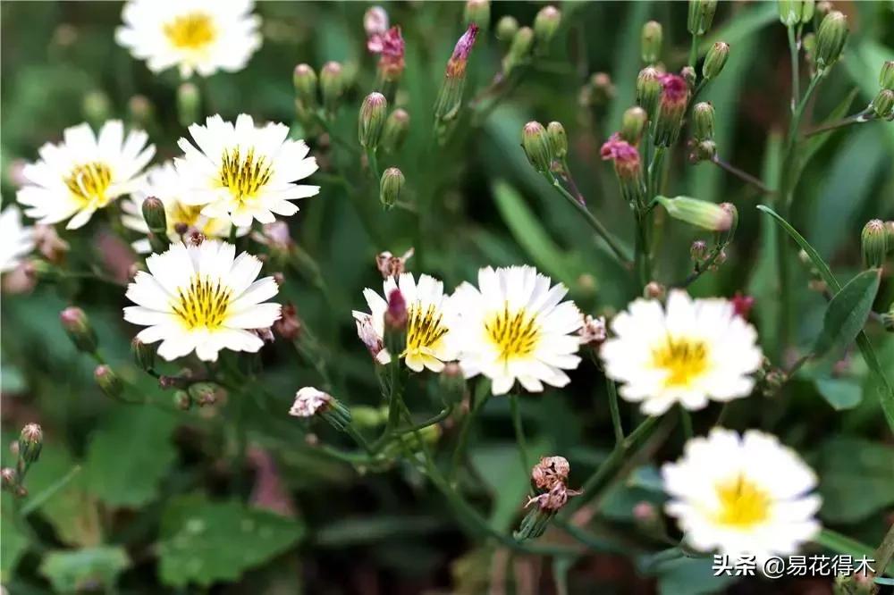 小满至，苦菜长，农家野菜名天香