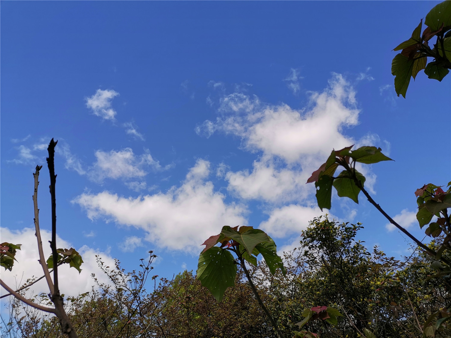 v20荣耀升级鸿蒙感受,荣耀v20升级鸿蒙2.0.0.165好不好