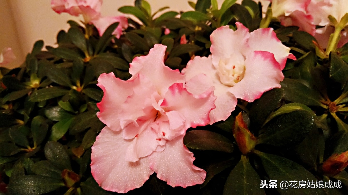 杜鹃花掉叶子怎么补救,杜鹃花掉叶的补救方法