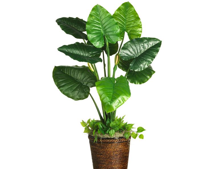 滴水观音施肥过后黄叶是怎么回事,土养滴水观音夏天黄叶怎么回事