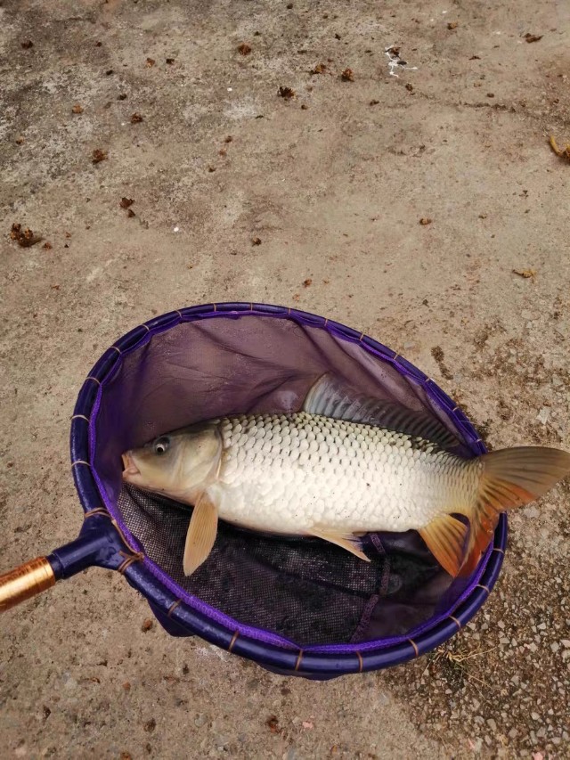 新手钓鱼选择什么鱼竿,新手钓鱼用什么调性鱼竿合适