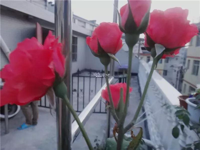 天竺葵的养护视频,垂吊天竺葵的养护