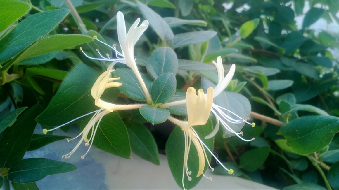 适合吸甲醛的盆栽花有哪些,吸甲醛最好的10种无毒花