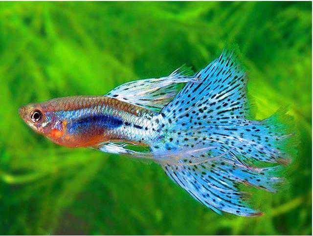 十大养不死的热带鱼观赏鱼排名,十大养不死的小型热带鱼