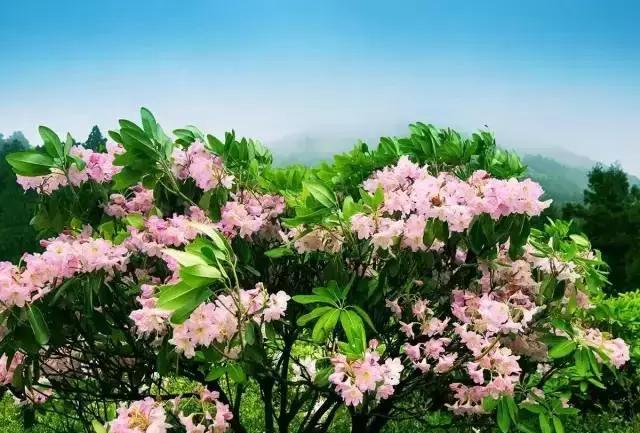 四月芳菲尽黄山杜鹃始盛开,人间四月芳菲尽高山杜鹃始盛开图