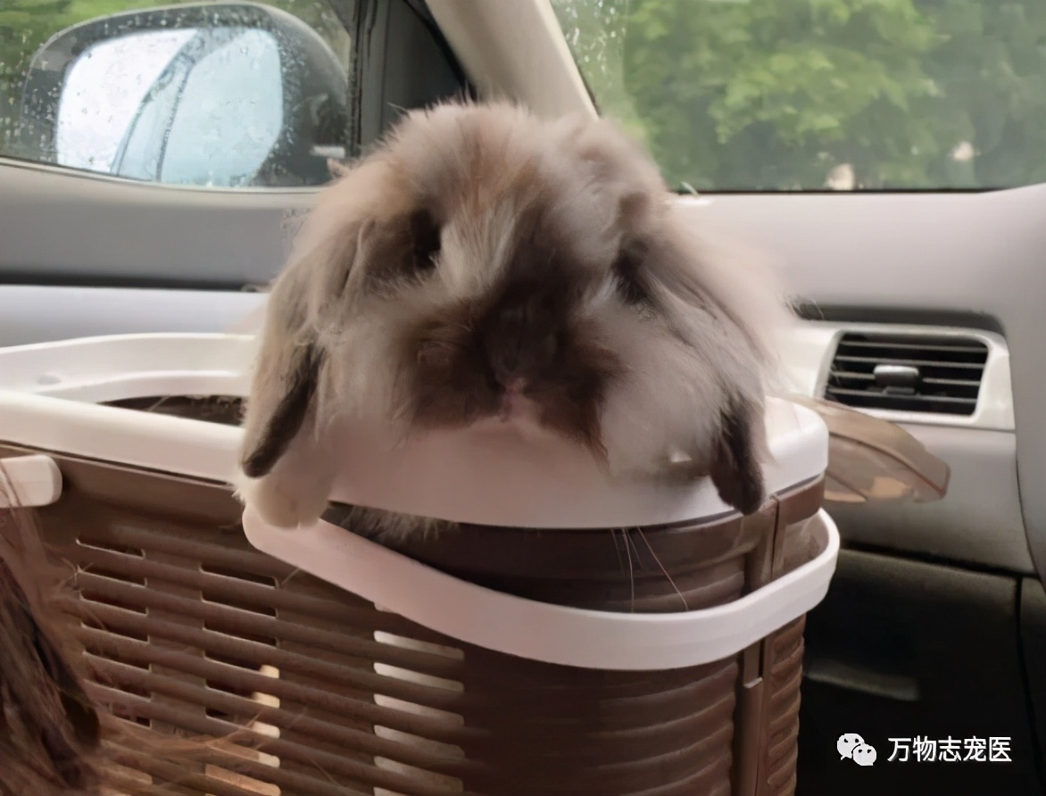 兔子不止爱吃胡萝卜,兔子有只眼睛看不见黑瞳都是白的