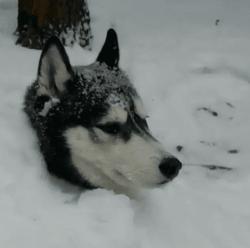 宠物过冬保暖,“干燥”是大忌