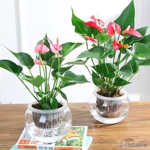 遇到花掉叶黄不如试试这一物,只需加一勺,会有意想不到的效果