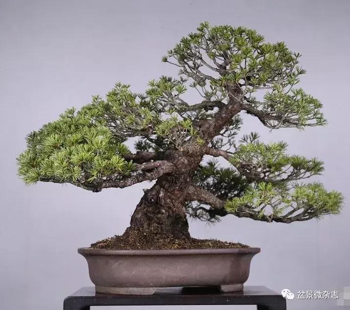 日本微型盆景的风格,日本盆景植物大全