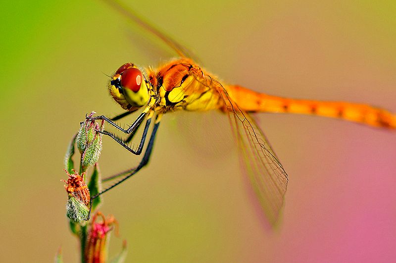 铚昏湏鎭嬭姳鍥剧墖澶у叏,铚昏湏鎭嬭姳鏂囨