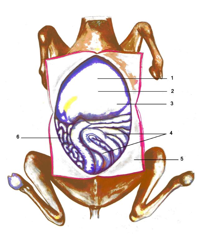 被称为沙漠之舟的骆驼站,被誉为沙漠之舟的骆驼原版