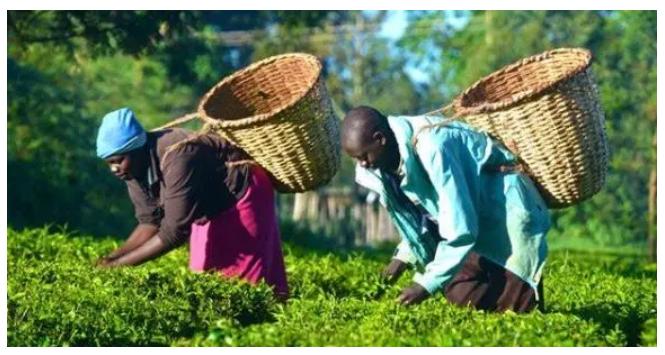 肯尼亚红茶全是粉末吗,肯尼亚红茶有哪些