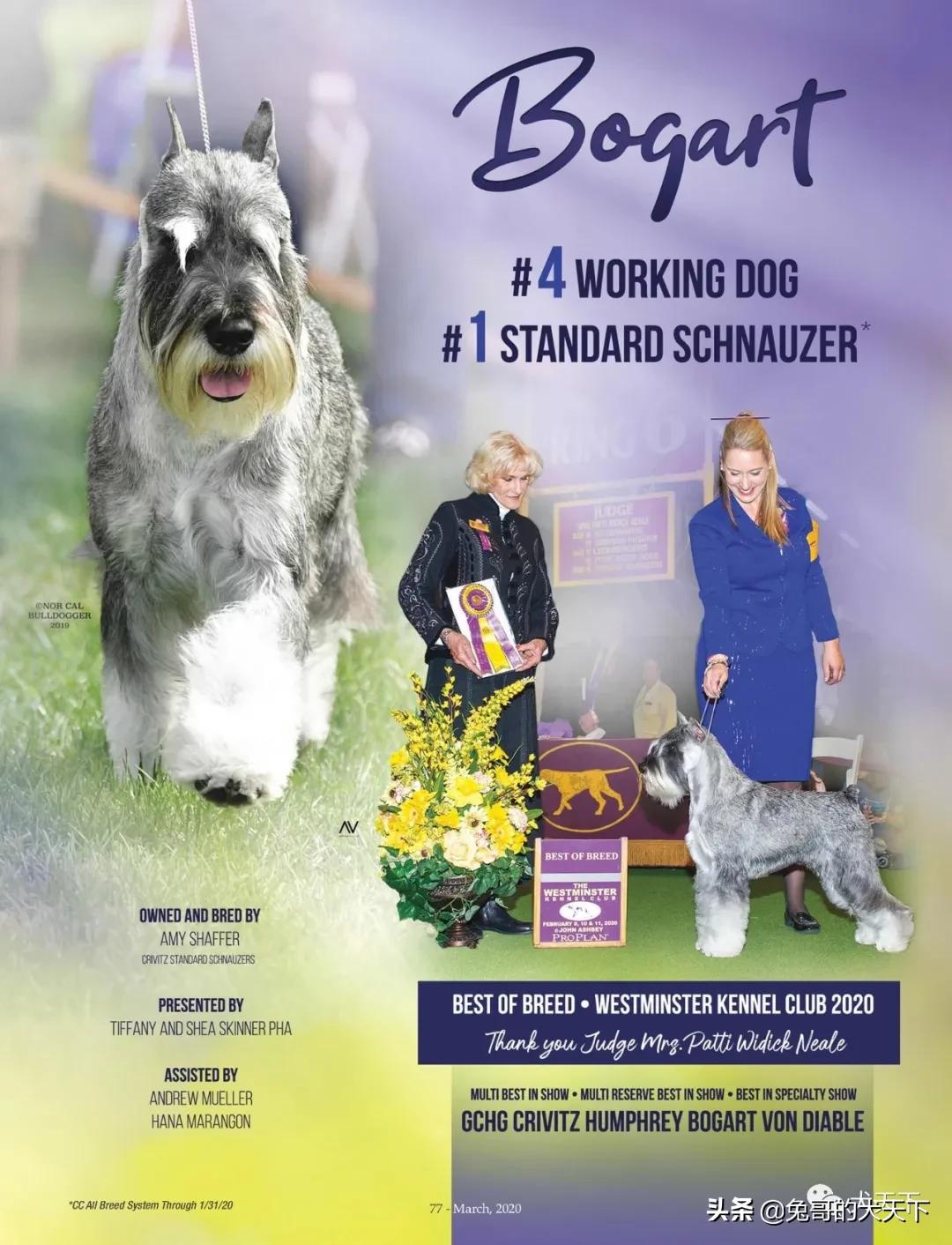 akc柴犬,2022年美国akc犬展冠军