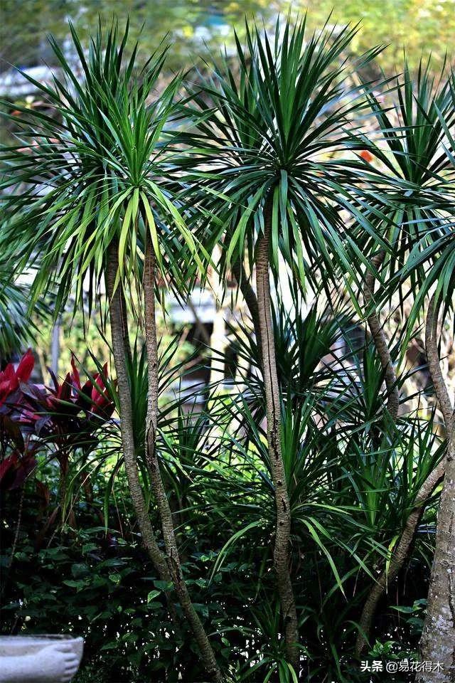 龙血树原材料,龙血树人工驯化史