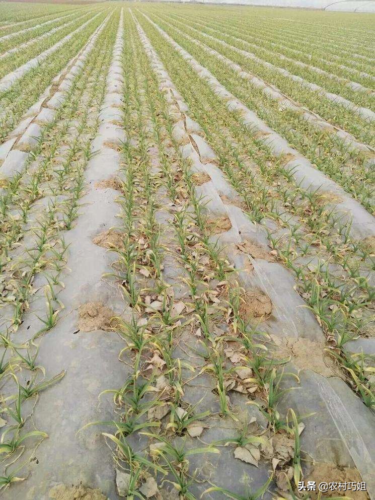 大蒜黄尖打什么药,大蒜黄尖打什么药好