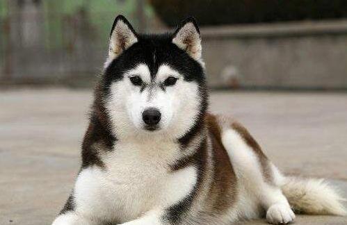 喜欢咬人的狗是什么品种,喜欢咬人的狗有哪些