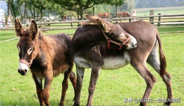 马和驴为什么不生小孩,为什么骡子没办法生育马和驴