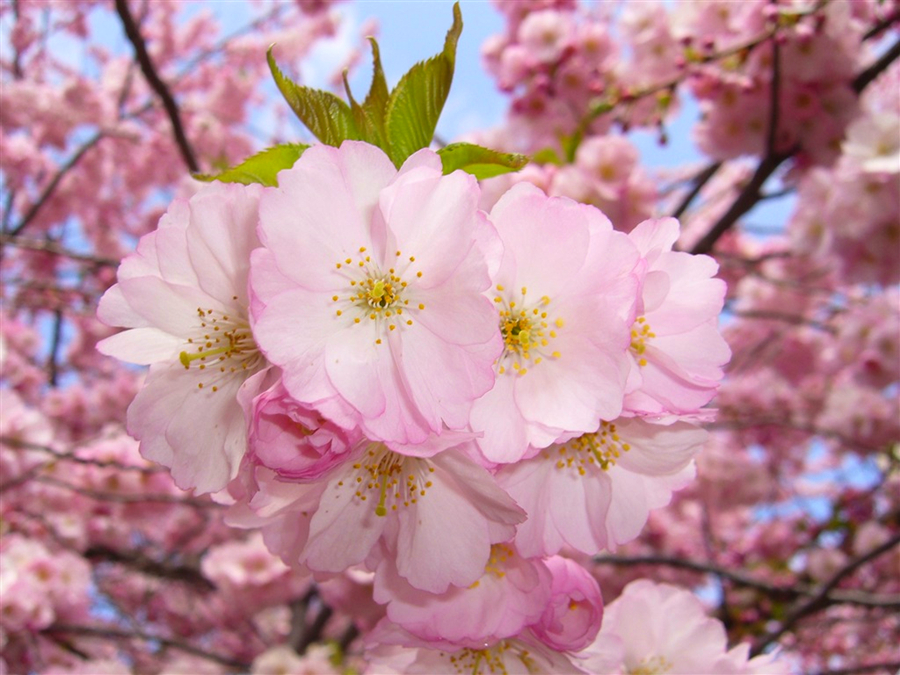 小樱桃和樱花区别,樱桃跟樱花有什么区别