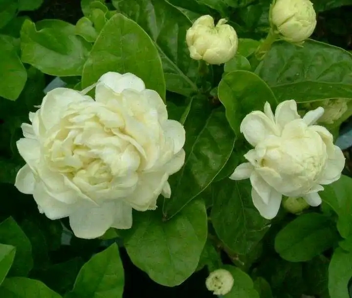 这8种花你不要乱浇水,新手种花品种推荐