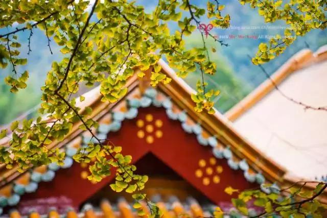 杭州天目山民宿,杭州天目山原始森林民宿