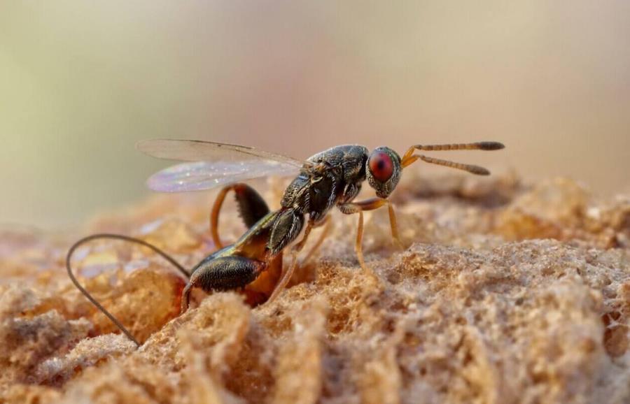 昆虫界战斗力最强的昆虫,谁是昆虫界最厉害的杀手