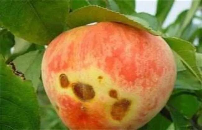 桃树花果期管理有哪些内容,桃树开花期如何管理