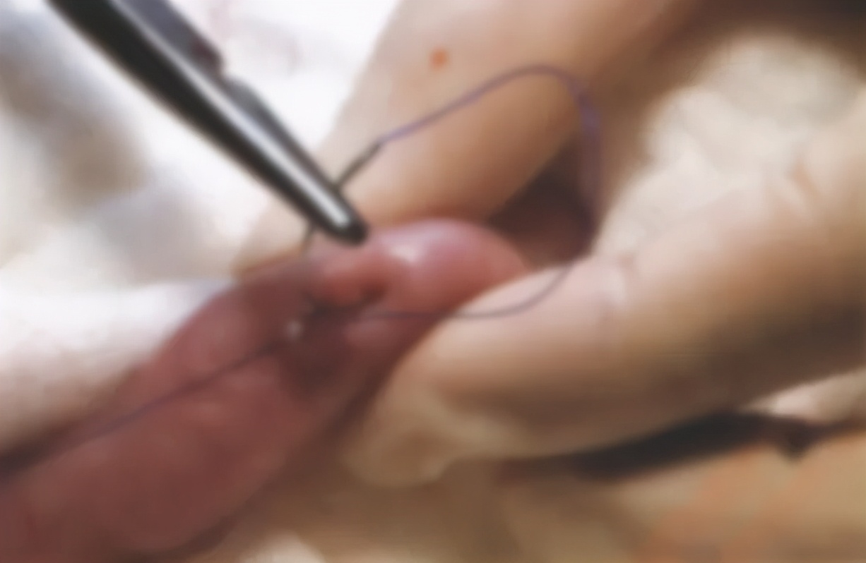 狗狗异物划伤肠道症状,狗狗吃什么润滑肠道利于异物排出