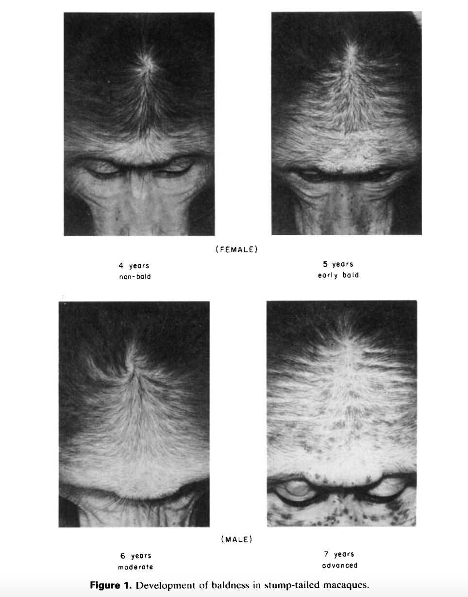 动物也会脱发秃顶吗,动物为什么不脱发
