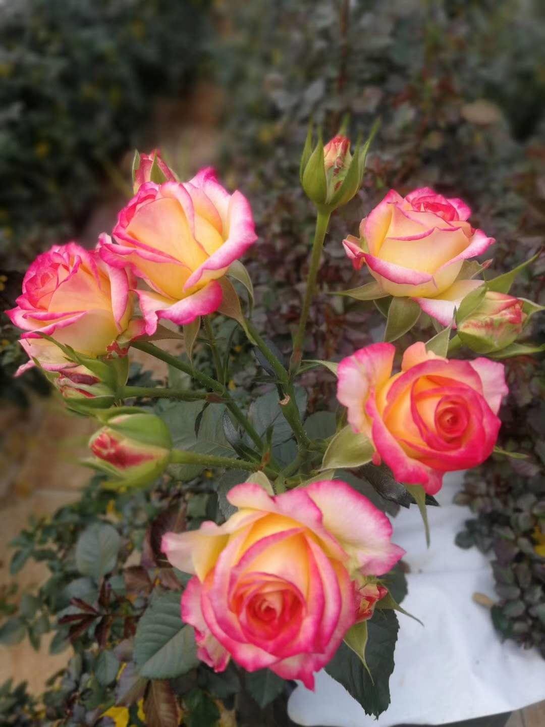 云南省通海县骄阳花卉种苗专业合作社风采（组图）