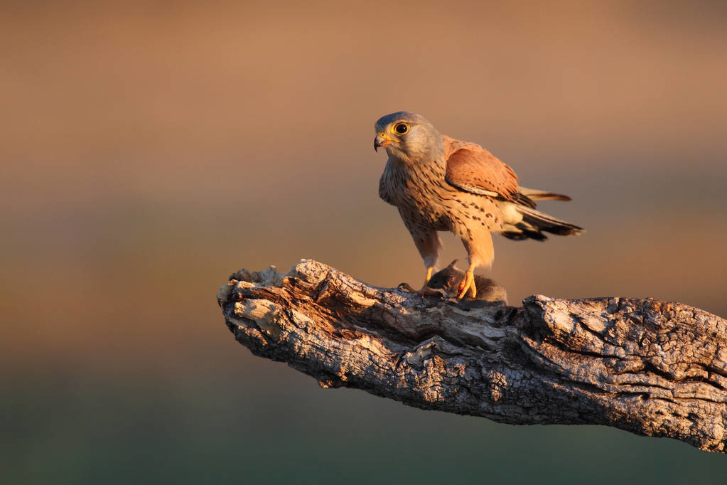 我滴个乖乖是河南话吗,甘肃珍稀动物
