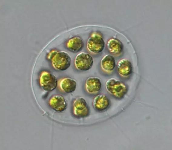 鱼类水产养殖需要哪些藻类,水产养殖显微镜下各种藻类