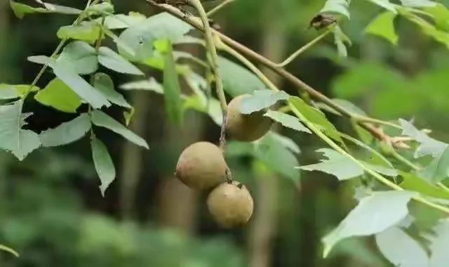 80后90后农村儿时零食野果,在海南儿时吃的野果还记得几种