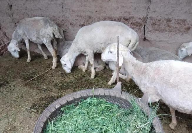 特别瘦的羊怎么调理,瘦羊最快最好的方法