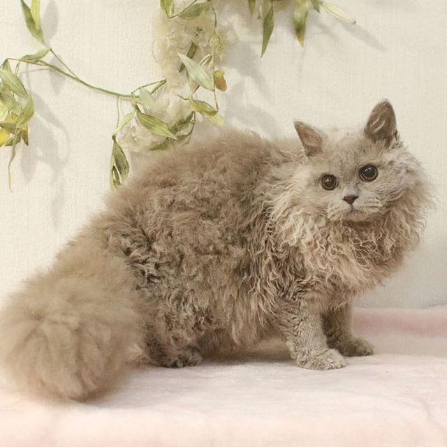 长羊皮的猫是绵羊猫吗,你见过长得像狗的猫吗