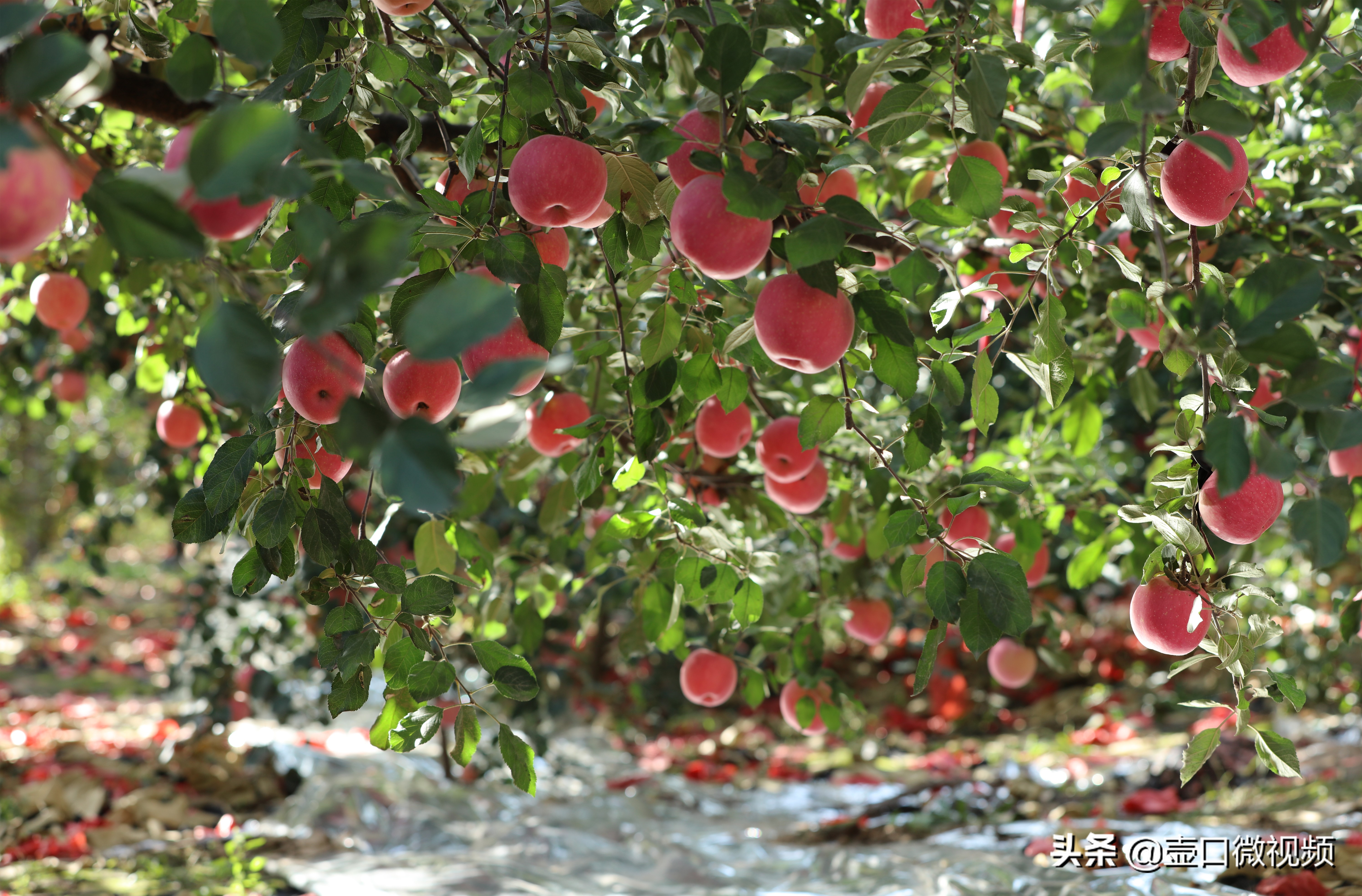 吉县苹果行情怎么样,吉县苹果现在出库价钱