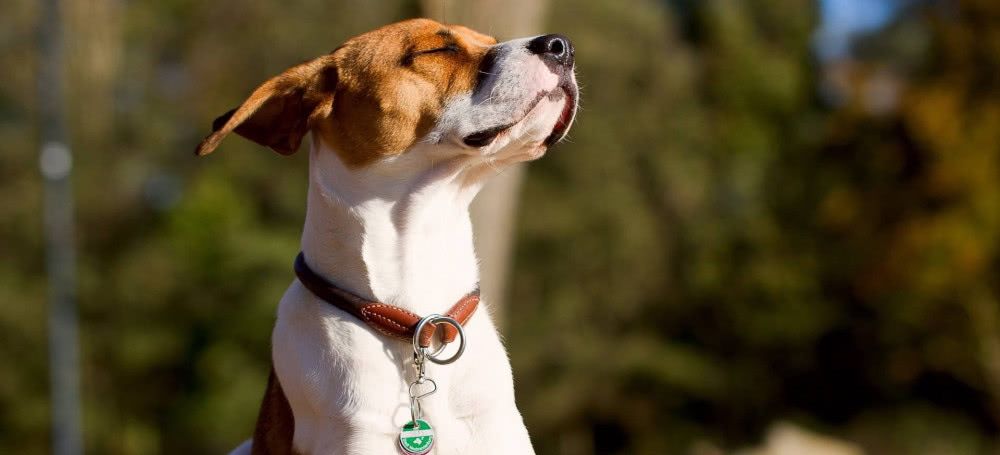 狗狗犯错能不能不喂吃的,狗狗对待食物的各种表现