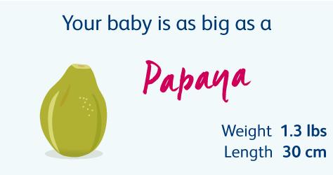 怀胎十月，胎儿悄悄长大，孕妈慢慢变胖，几张图片诠释发育过程